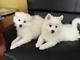 家养银狐犬2个月大