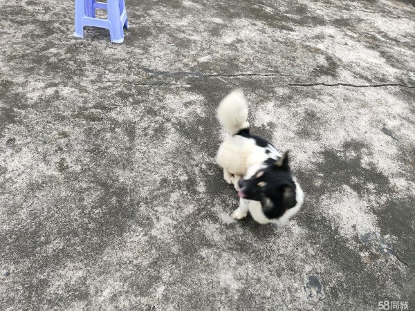 宠物送养