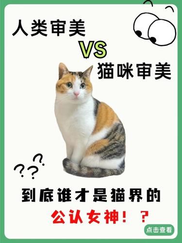 猫咪眼中的美丑猫，惊掉下巴