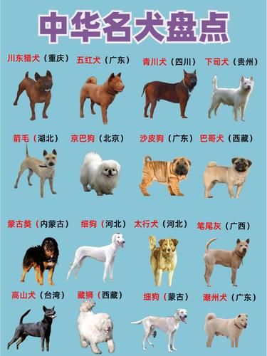 快来认识下这些小土狗|中华田园犬合集
