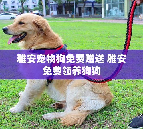 雅安宠物狗免费赠送 雅安免费领养狗狗