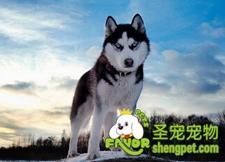 哈奇士