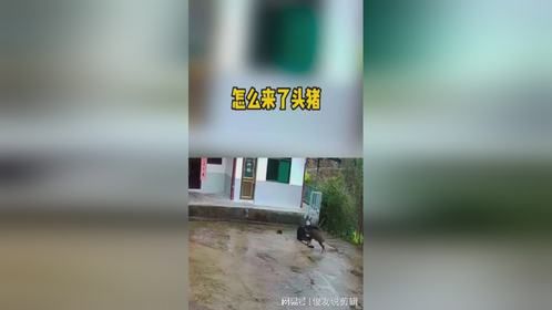 怎么突然来了一头猪