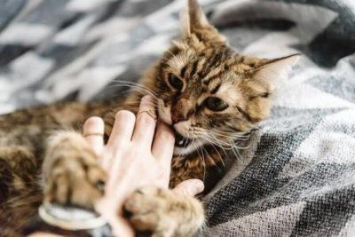 怎么清除地毯被褥里的猫尿的臭味?清除地毯被褥里的猫尿的臭味方法