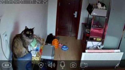 新手铲屎官把猫咪带回家后,不知道该干些什么?掌握这5点,养好猫咪并不难