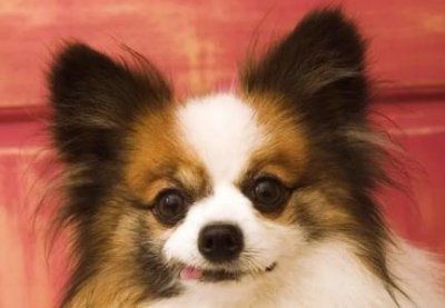 狗界颜值担当,第一是萨摩耶,你家的有上榜吗?狗狗萨摩耶多少钱一只