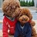 宠物写真宠物摄影宠物店明星汪星人喵星人宣传供应﻿摄影技巧