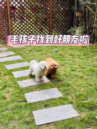 毛孩子也有社交圈，狗狗们的快乐幼稚园‼️