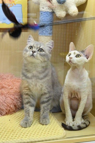 猫咪萌瞬间速递
