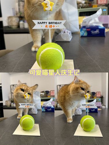 宠物蛋糕