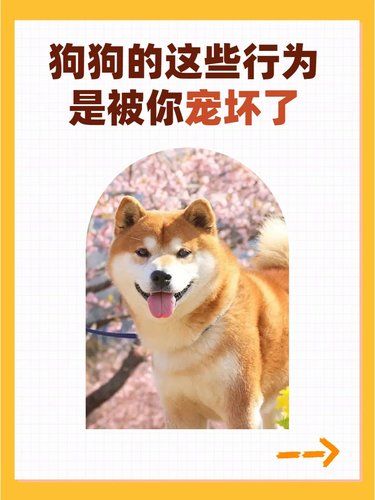 你的狗好像被你宠坏了…你还不知道