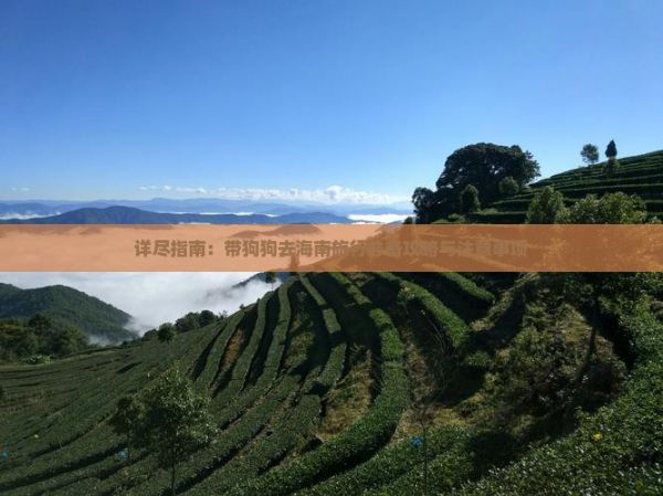 详尽指南：带狗狗去海南旅行必备攻略与注意事项
