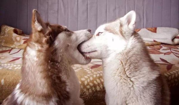 如何为哈士奇成犬自制犬粮 第1张