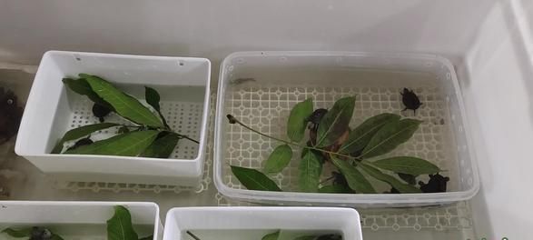 密西西比钻纹龟的全面饲养指南（让你的宠物钻纹龟健康成长）