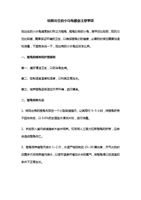 给刚出生的小乌龟喂食注意事项