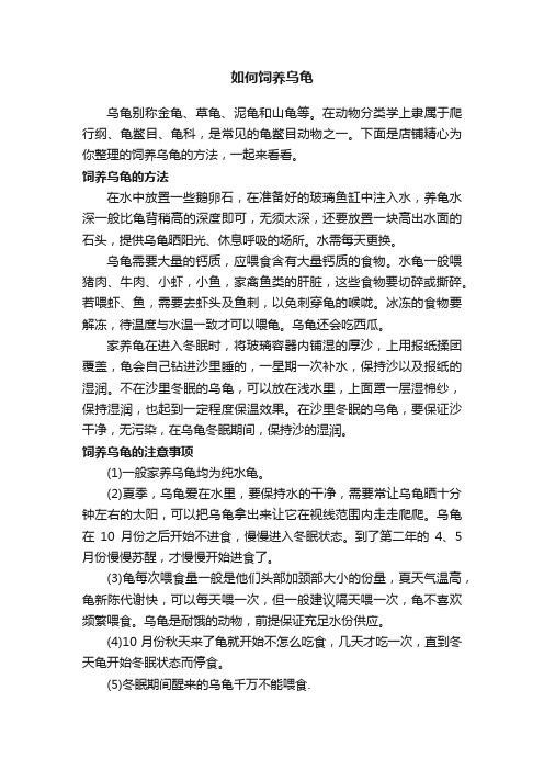 如何饲养乌龟