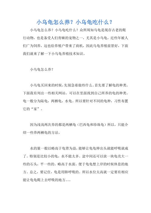 小乌龟怎么养？小乌龟吃什么？