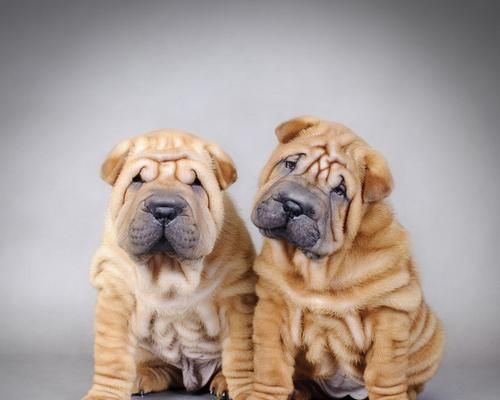 打造健康沙皮犬幼犬的营养计划（以优质食材为基础，全面满足幼犬生长发育的营养需求）