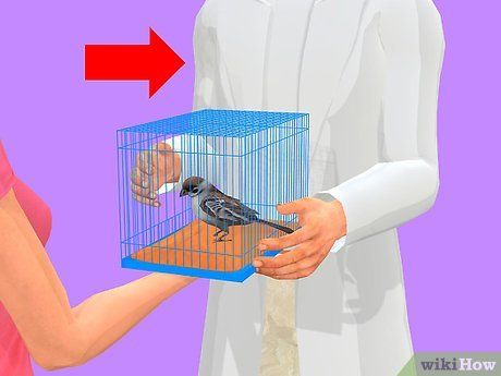 Step 9 如果这一切都于事无补,就得去看兽医了。
