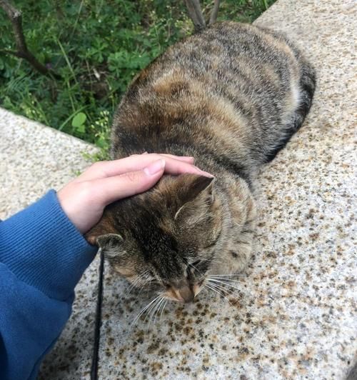 流浪猫带回家前必须知道的15个注意事项（为宠物的健康与幸福做好准备）