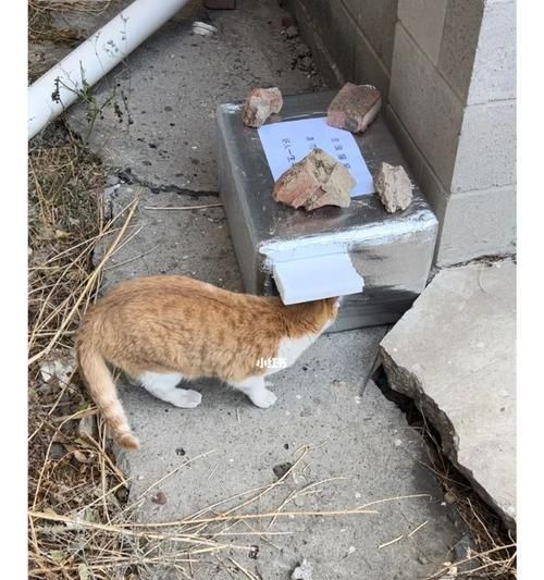 流浪猫带回家前必须知道的15个注意事项（为宠物的健康与幸福做好准备）