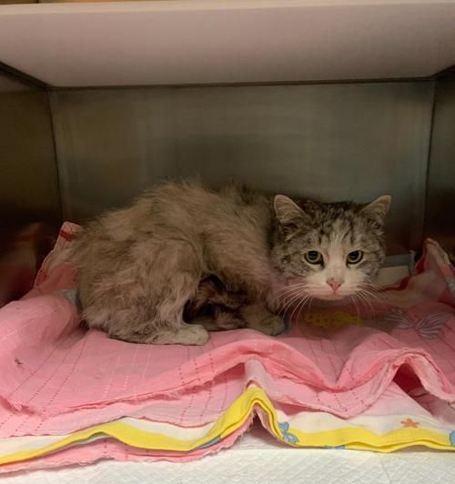 流浪猫带回家前必须知道的15个注意事项（为宠物的健康与幸福做好准备）