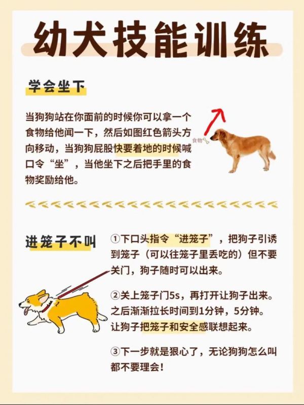 养宠物怎么带回家
