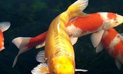 如何科学饲养丹顶锦鲤？（从水质管理到饲料调配，打造高品质养殖）