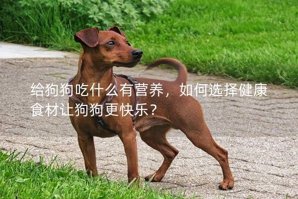 给狗狗吃什么有营养，如何选择健康食材让狗狗更快乐？