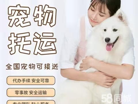 奢宠宠物托运有限公司·白沙十年宠物托运狗猫咪空运陆运汽运火车国内国际宠物运输包安全