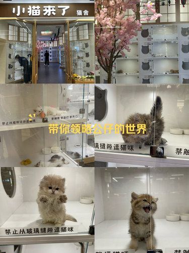 猫咪天地～宠物乐园