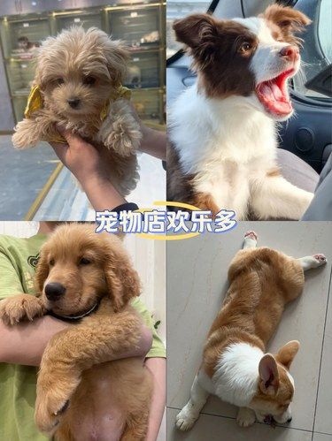 心形尾巴的狗狗日常