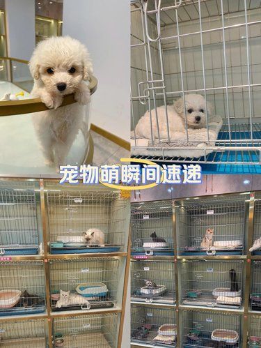 被小毛孩治愈的一天