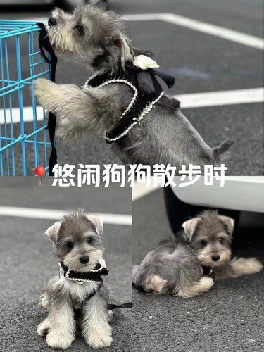 可爱狗狗拿捏