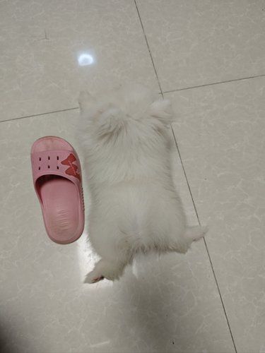 姑苏名宠接回来的狗宝宝