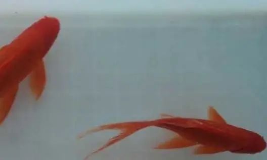 鱼缸不大可以养什么鱼?推荐几种金鱼给大家参考