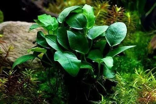 什么水草好养又好看?4种常见鱼缸观赏水草分享
