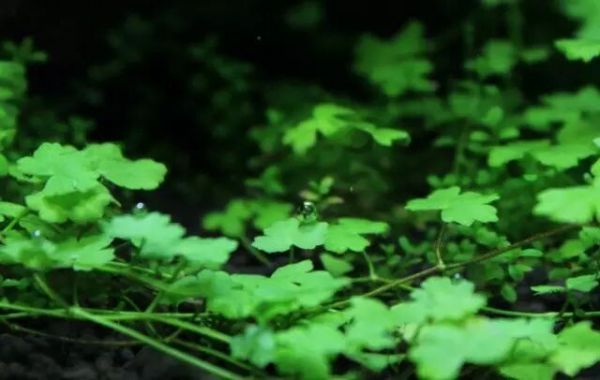什么水草好养又好看?4种常见鱼缸观赏水草分享