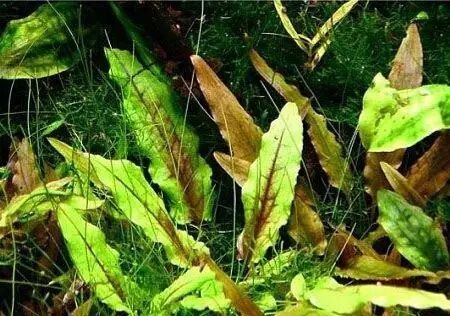 什么水草好养又好看?4种常见鱼缸观赏水草分享