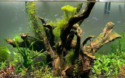 新手鱼缸水发黄或发白的 4 种原因分析