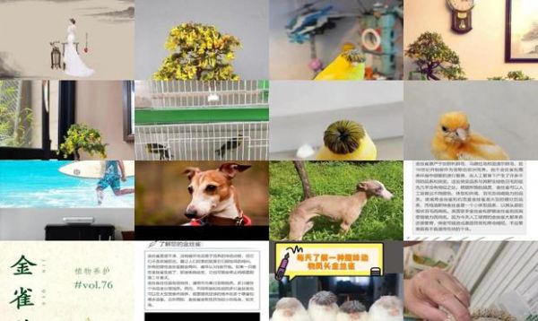 金丝雀怎么养