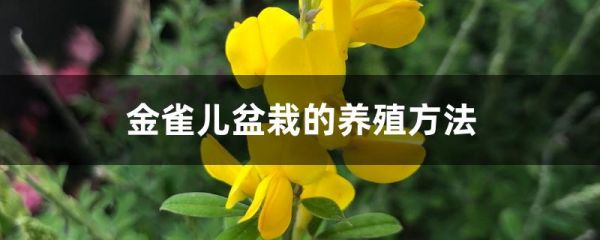 金雀儿盆栽的养殖方法