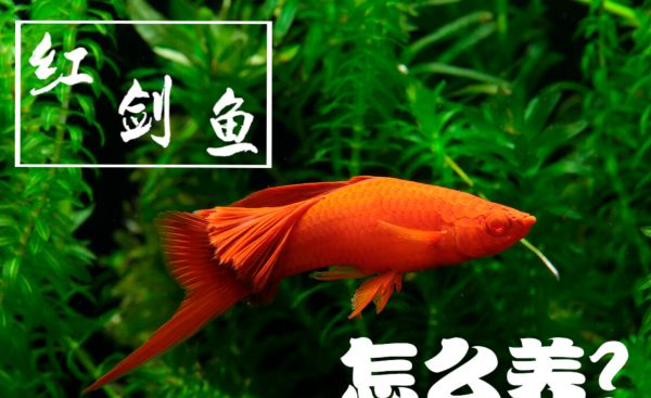 红箭鱼怎么养
