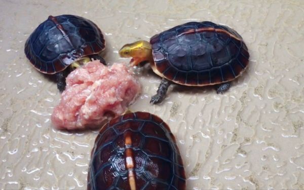 龟到底能不能喂肉呢?会得肠胃炎是真的吗?