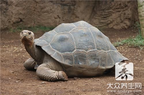 乌龟肉怎样做才好吃呢？