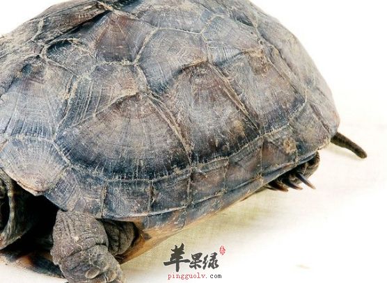 乌龟的药膳食疗偏方讲解