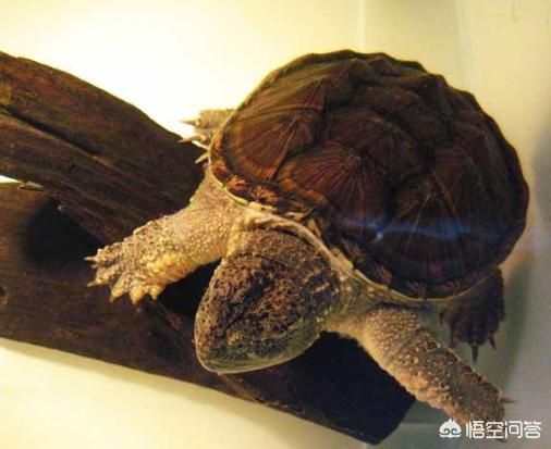 乌龟肉可以吃吗？