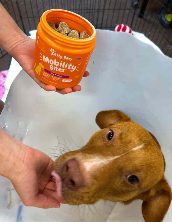 Zesty Paws, Solid Gold Support Austin Pets Alive! with Product Donation 