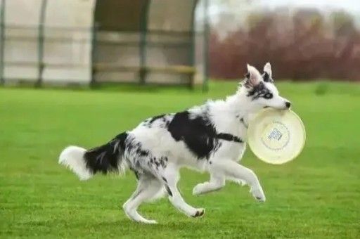 犬智商排名前十名图片(狗狗智商排行榜前十)