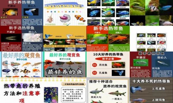 热带鱼好养吗怎么养